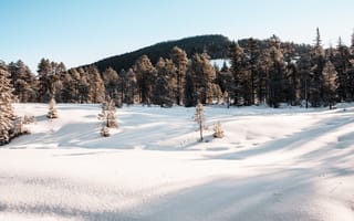 Картинка зима, снег, лес, природа, пейзаж, горный, деревья