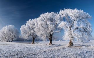 Картинка зима, снег, деревья, мороз, пейзаж, природа, холод