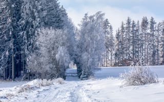 Картинка зима, снег, лес, природа, пейзаж, деревья, мороз, путь, холод, свет