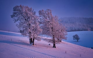 Картинка зима, снег, деревья, пейзаж, природа, холод, мир