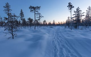 Картинка зима, снег, лес, пейзаж, природа, свет, тропа