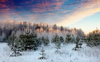 Картинка зима, лес, снег, природа, пейзаж, небо, деревья, холод, солнце, мир