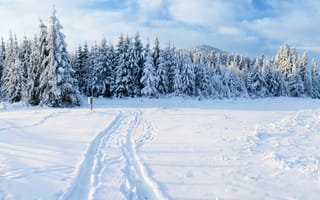 Картинка зима, снег, лес, пейзаж, природа, горизонт, сосны, путь, холод, небо