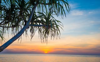 Картинка закат, море, пальма, природа, пейзаж, небо, отдых