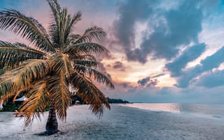 Картинка пальма, пляж, закат, море, природа, отдых, пейзаж