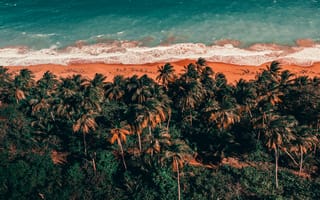 Картинка пляж, океан, пальмы, природа, пейзаж, отдых, лето