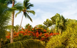 Картинка пальмы, природа, цветы, тропики, зелень, ландшафт, лето