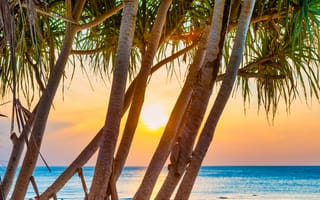 Картинка закат, море, пальмы, природа, пейзаж, отдых, пляж