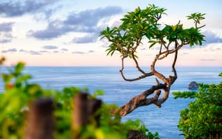 Картинка море, дерево, пейзаж, природа, закат, отдых, тропики