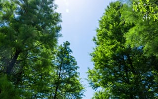 Картинка деревья, небо, природа, зелень, лето, ландшафт, свет