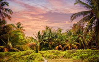 Картинка пейзаж, пальмы, закат, природа, тропики, зелень, небо