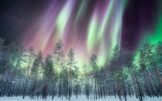 Картинка северное сияние, лес, зима, пейзаж, ночное небо, природа, красота