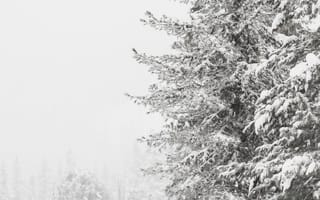 Картинка зима, снег, лес, природа, холод, пейзаж, деревья