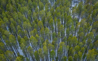 Картинка лес, деревья, природа, пейзаж, зелень, воздух, высота