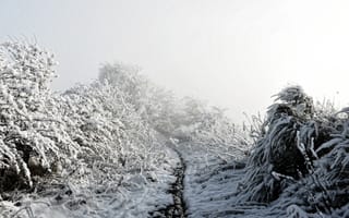 Картинка зима, снег, лес, тропа, туман, природа, пейзаж