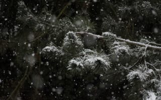 Картинка снег, зима, елка, природа, пейзаж, лес, холод