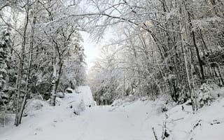 Картинка зима, снег, лес, пейзаж, природа, деревья, путь
