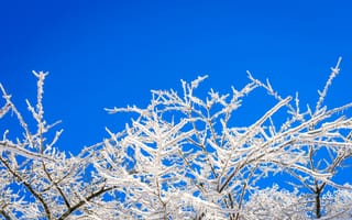 Картинка зима, снег, деревья, голубое небо, природа, холод, пейзаж