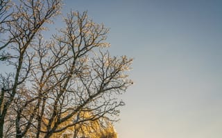 Картинка дерево, небо, природа, зима, ветви, свет, пейзаж