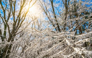 Картинка зима, снег, деревья, солнце, природа, пейзаж, голубое небо