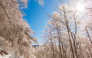 Картинка зима, снег, деревья, природа, пейзаж, голубое небо, солнце