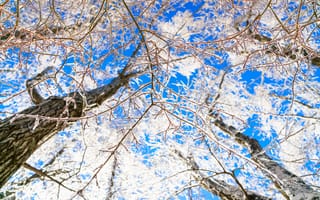 Картинка зима, деревья, снег, небо, природа, лед, пейзаж