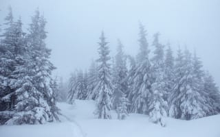 Картинка зима, снег, лес, деревья, пейзаж, туман, природа