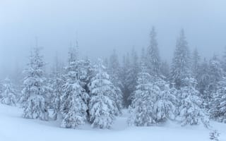 Картинка зима, снег, лес, деревья, пейзаж, мгла, природа