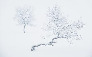 Картинка зима, снег, деревья, пейзаж, природа, холод, мир