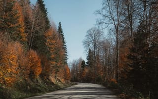 Картинка осень, дорога, природа, лес, пейзаж, деревья, пейзажный фон