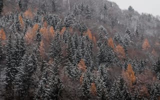 Картинка лес, зима, снег, деревья, природа, пейзаж, осень