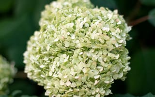 Картинка цветы, гортензия, природа, зелень, растения, обои, красота