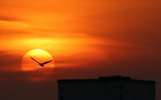 Картинка закат, птица, небо, солнце, природа, силуэт, облака