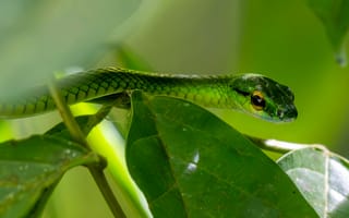Картинка змея, зеленая, природа, листья, животные, тропики, фото