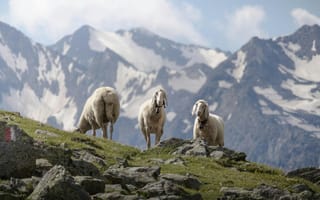 Картинка овцы, горы, природа, пейзаж, животные, лето, камни