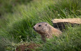 Картинка сурок, природа, трава, животные, ландшафт, дикие животные, фотография