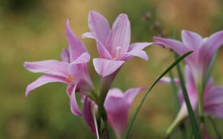 Картинка цветы, розовый, природа, растения, красота, лето, фото