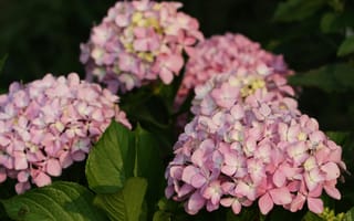Картинка цветы, гортензия, природа, розовый, растения, сад, красота