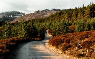 Картинка природа, лес, пейзаж, горы, дорога, осень, пейзажный фон