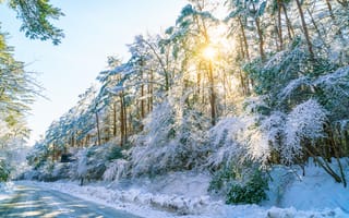 Картинка зима, лес, снег, солнце, природа, пейзаж, дорога