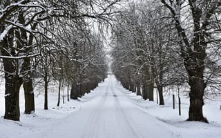 Картинка зима, снег, дорога, деревья, пейзаж, природа, мир