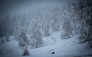 Картинка зима, снег, лес, деревья, пейзаж, природа, холод