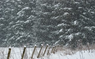 Картинка зима, снег, лес, природа, пейзаж, деревья, фотография