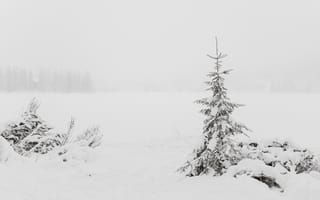 Картинка зима, снег, лес, природа, пейзаж, холод, дерево