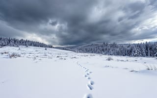 Картинка зима, снег, лес, пейзаж, следы, облака, природа, холод