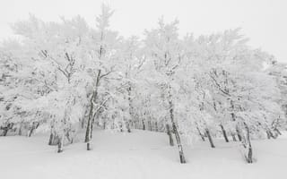 Картинка зима, снег, деревья, пейзаж, природа, холод, мир