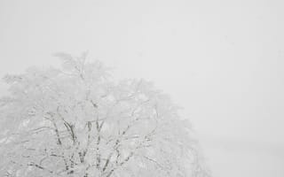 Картинка зима, снег, дерево, природа, холод, пейзаж, мир