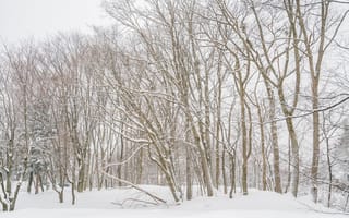 Картинка зима, снег, лес, деревья, пейзаж, природа, холод