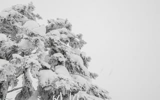 Картинка зима, снег, дерево, пейзаж, природа, холод, мир