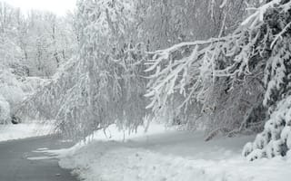 Картинка зима, снег, деревья, пейзаж, природа, холод, лед